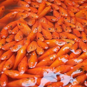 cá chép đỏ