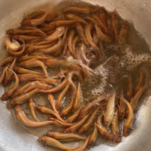 cá lăng vàng giống