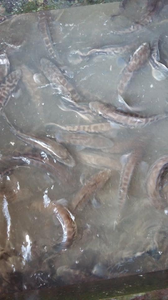 cá lóc bông giống