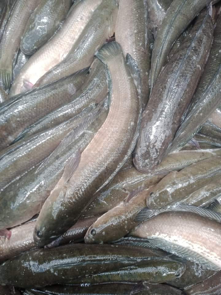 cá lóc đầu vuông