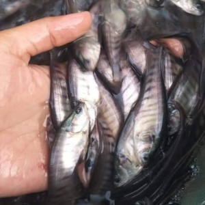cá thác lác cườm giống