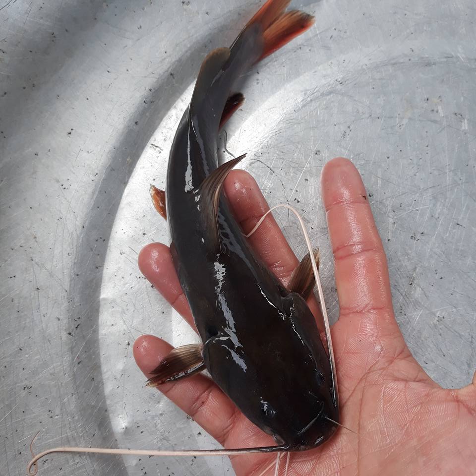 đặc điểm loài cá lăng đen( đuôi đỏ)