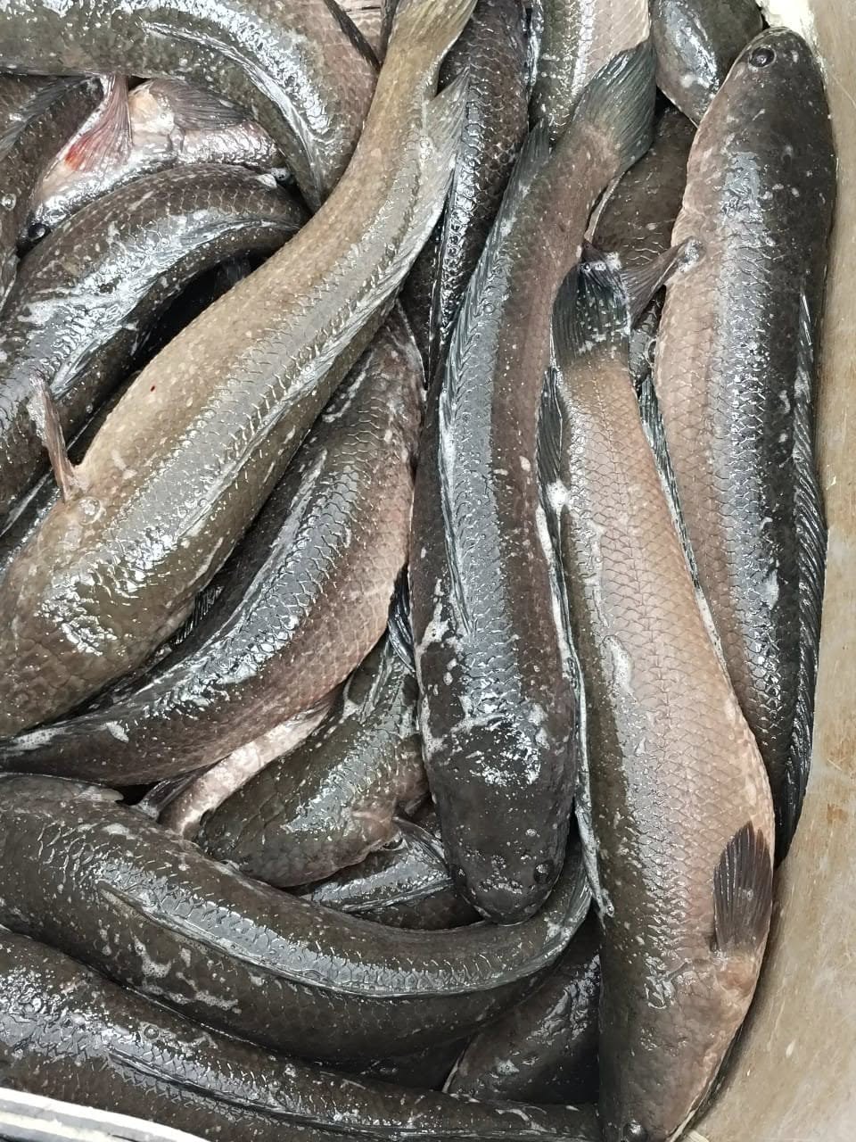 giá cá lóc thịt tại miền Bắc