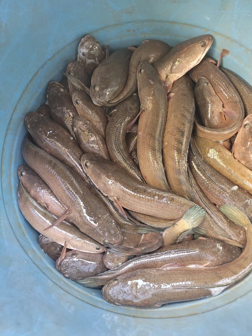 giá cá lóc thịt tại miền Nam