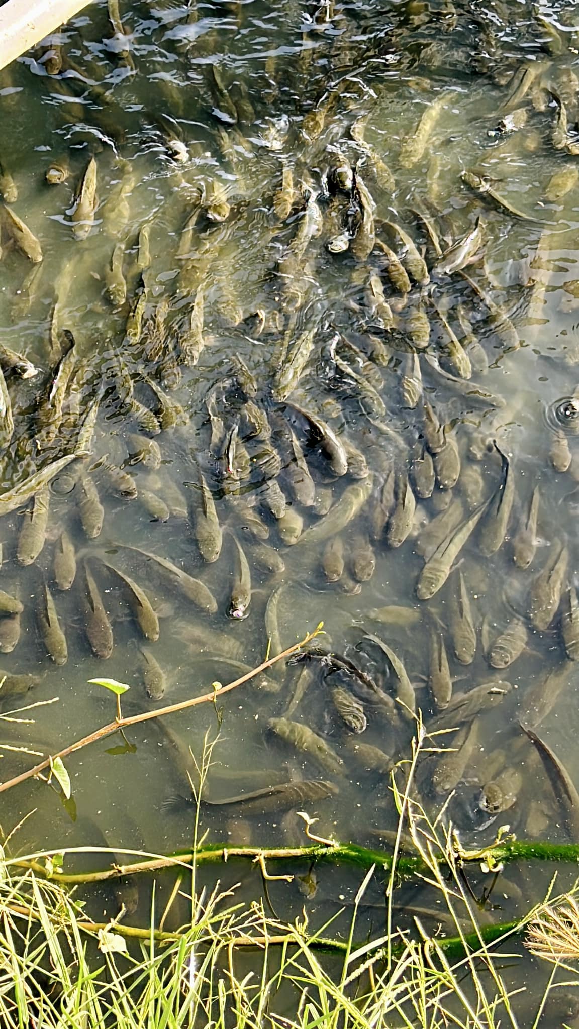 giá cá lóc thịt tại miền Trung