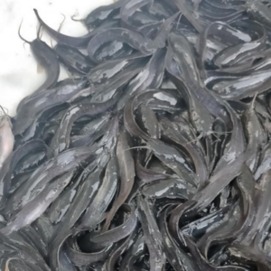 giống cá trê lai