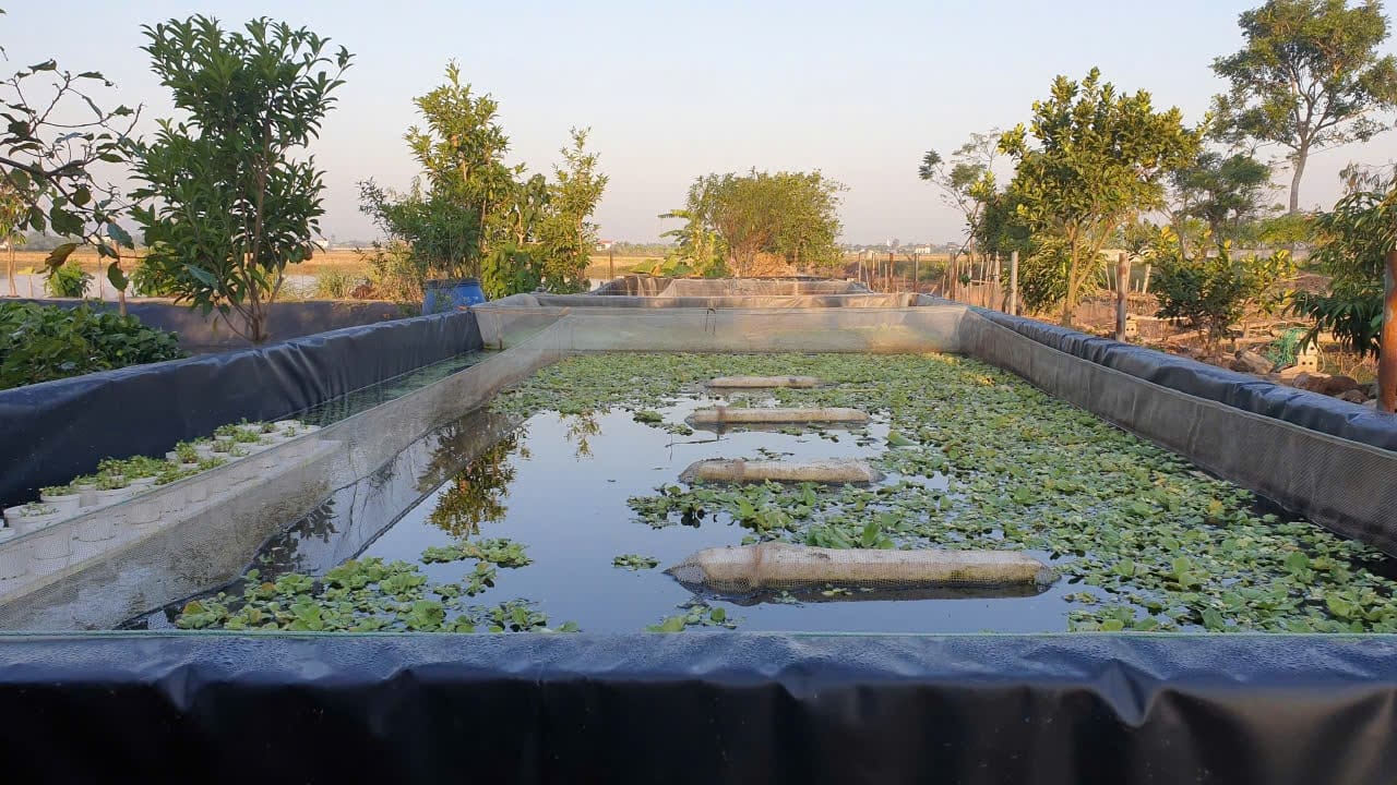 nuôi cá lóc bằng bể bạt