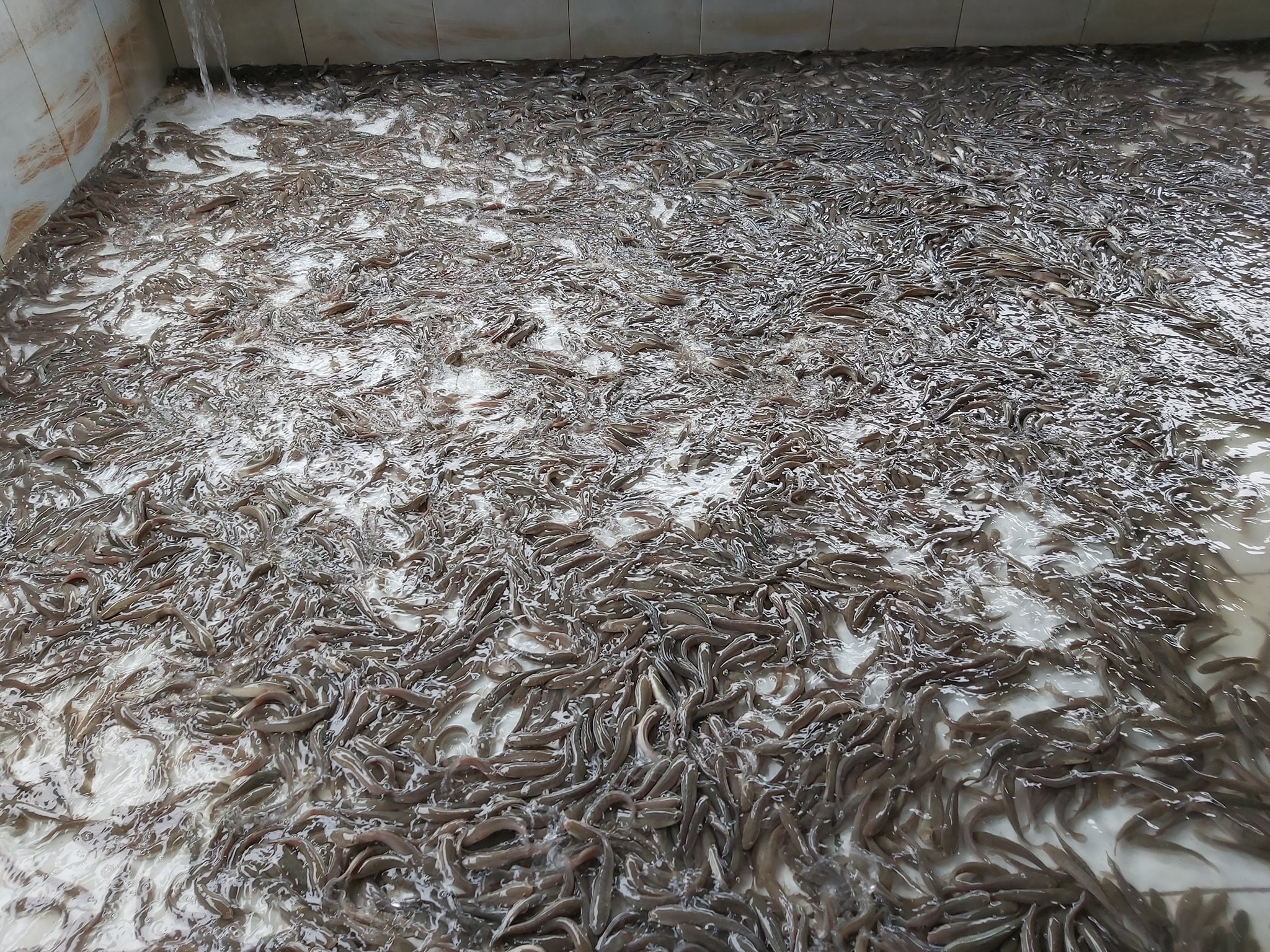 nuôi cá lóc bằng bể xi măng