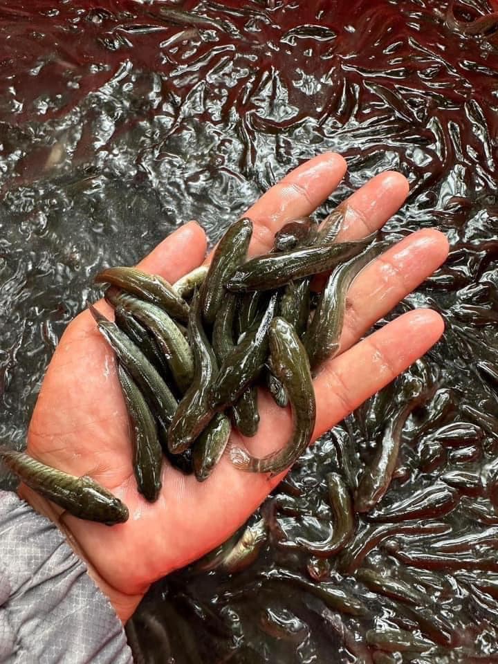 tùy kích thước giống mà giá thành sẽ khác nhau