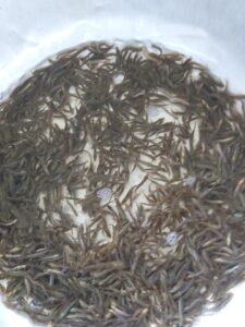 cá lóc giống miền bắc