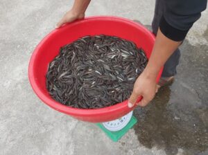 giá cá lóc giống hôm nay