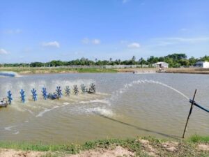 kỹ thuật nuôi cá lóc trong ao đất