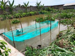kỹ thuật nuôi cá rô đầu vuông trong vèo