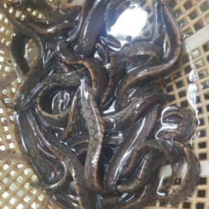 cá chạch lấu giống
