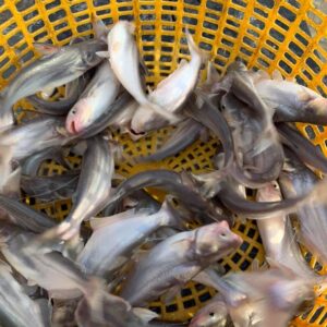 cá basa giống
