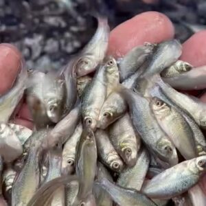 cá mè hôi giống