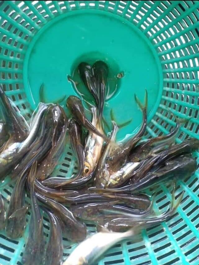 cá tra giống giá tốt