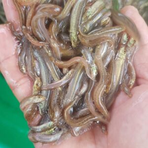 cá chạch sụn giống