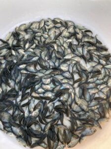 giống cá khỏe, tỉ lệ sống cao