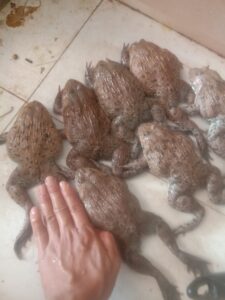 các bệnh thường gặp ở ếch