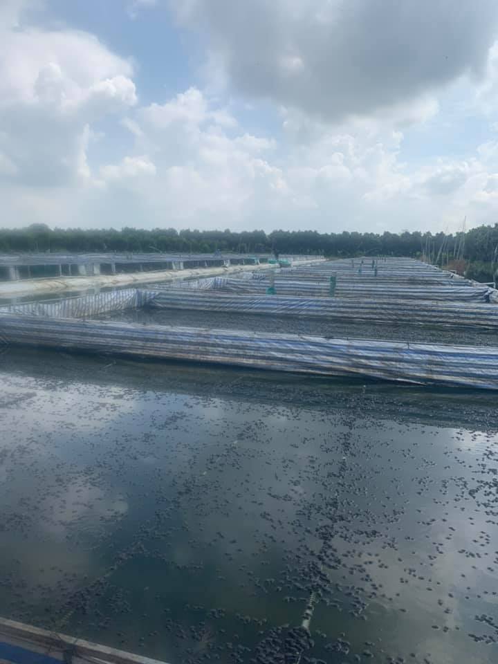 chúng tôi là địa chỉ bán ếch giống SLL