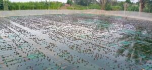 cung cấp ếch giống tại hà tĩnh
