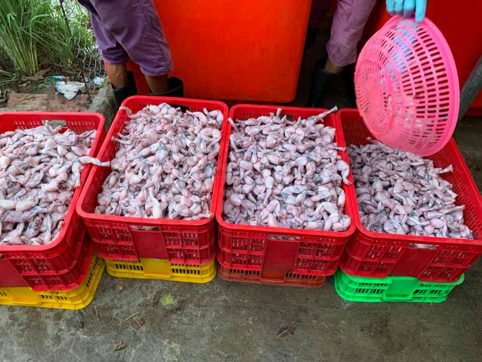cung cấp ếch thịt cho nhà hàng