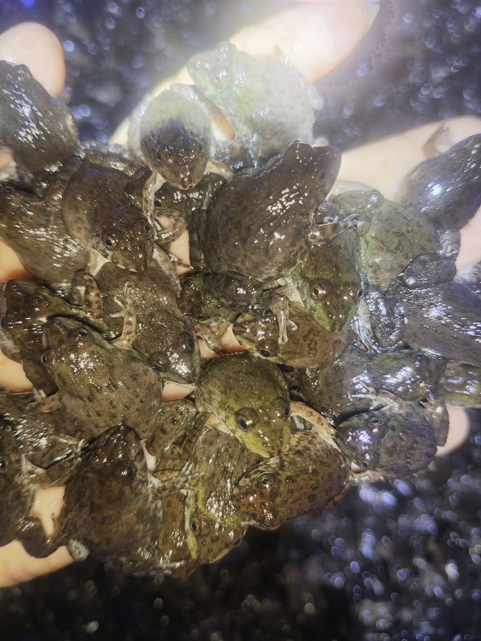 cũng không nên mua giống quá lớn sẽ dễ hao hụt trong quá trình vận chuyển