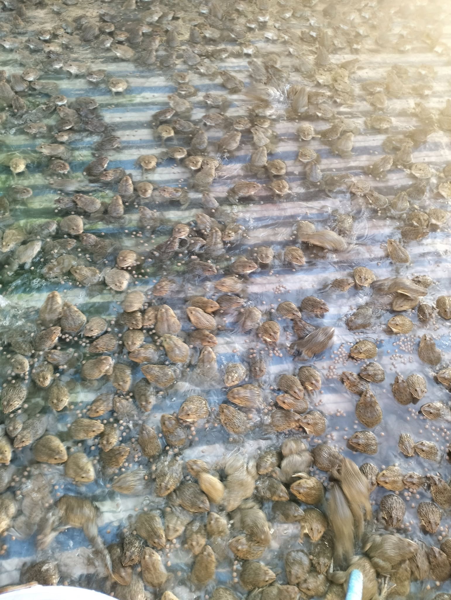 đền bù thất thoát, hỗ trợ đầu ra