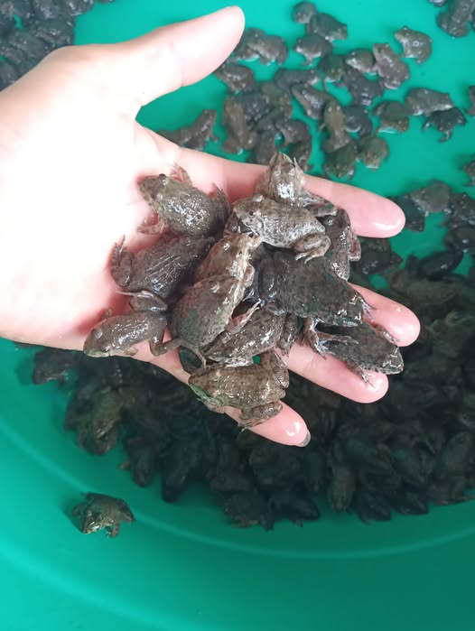 ếch đồng đều về kích thước