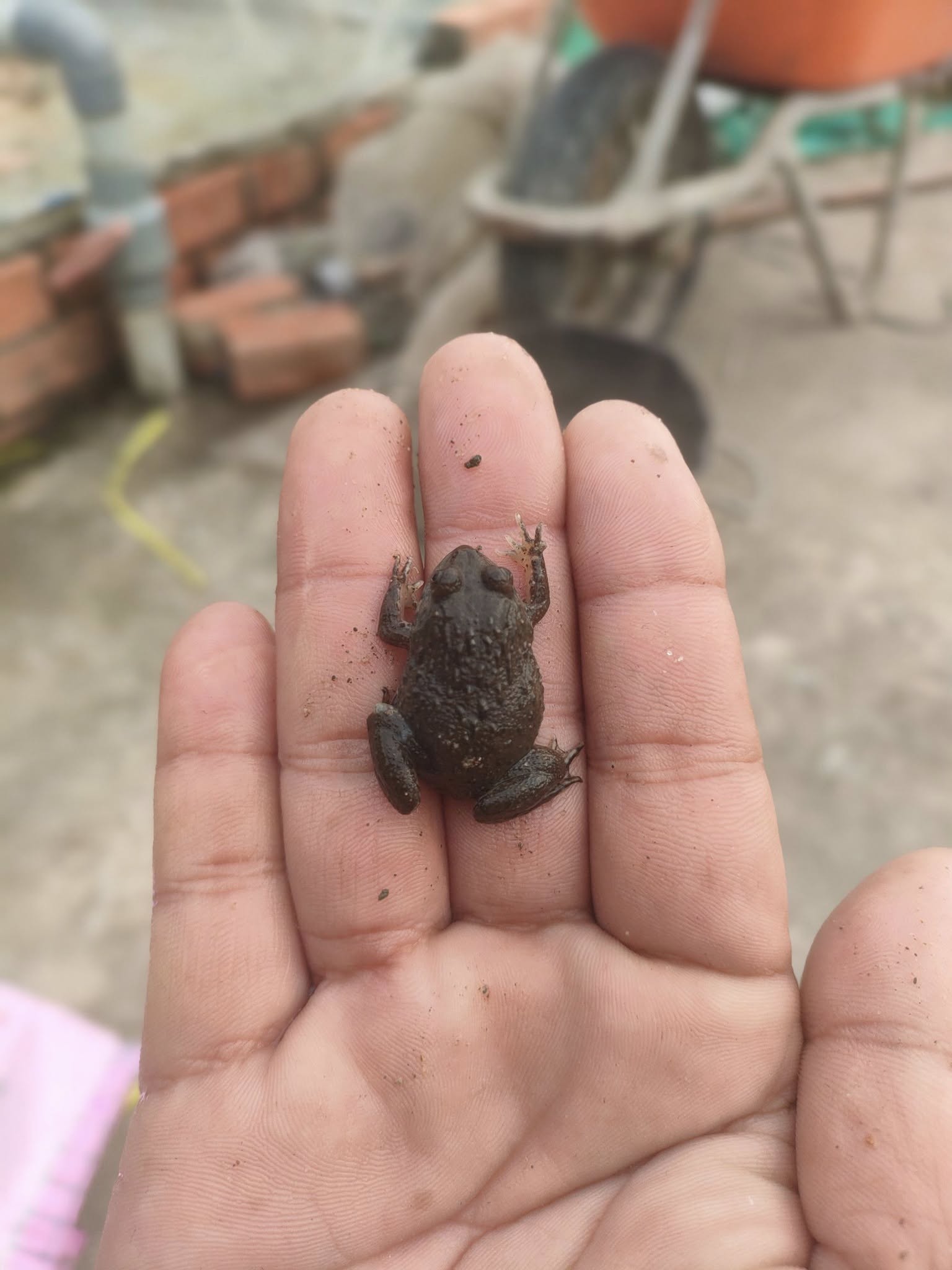 ếch giống đạt chuẩn