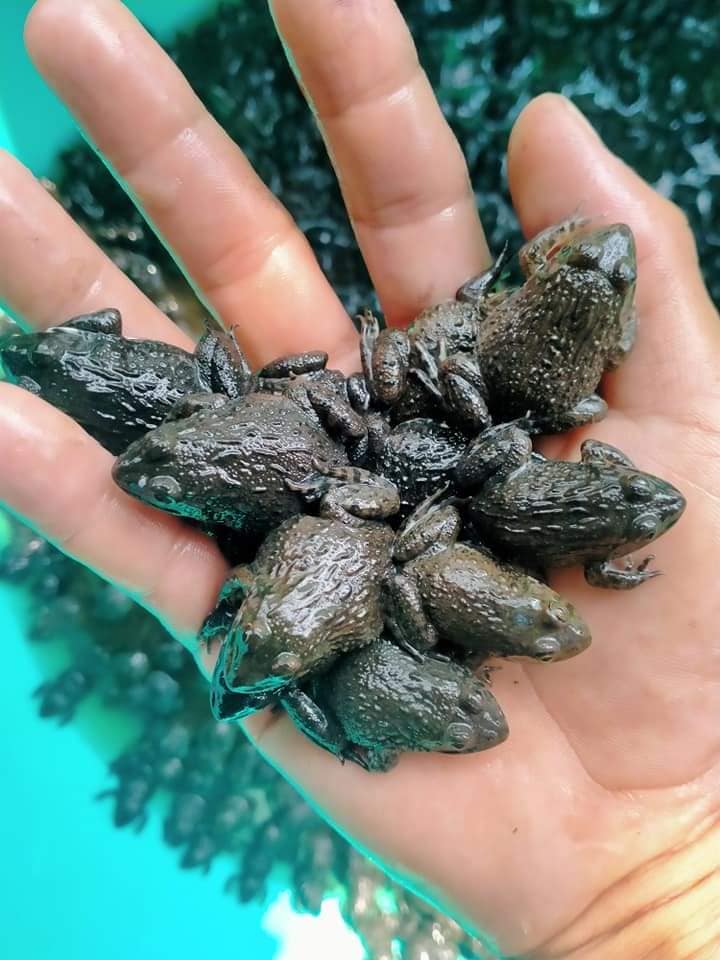 ếch giống thanh hóa