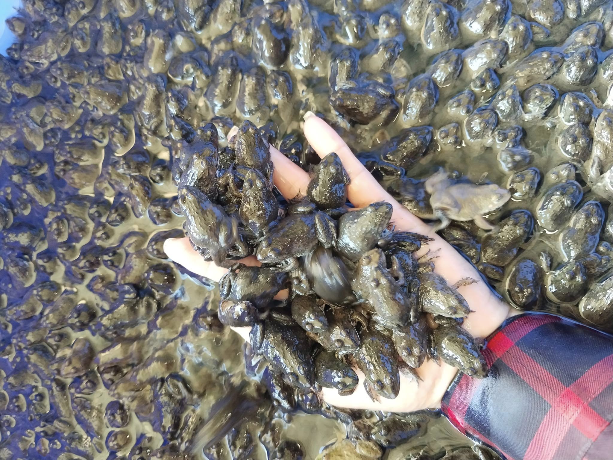 ếch giống xuất ra thị trường đủ kích thước