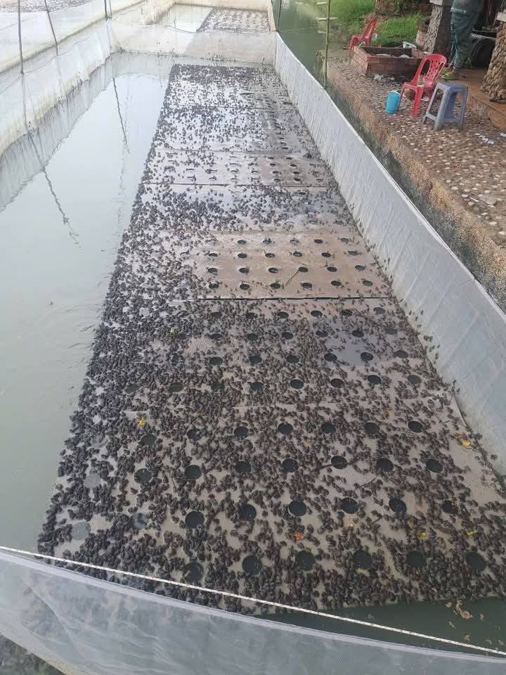 không nên mua giống quá nhỏ nếu chưa có kinh nghiệm nuôi