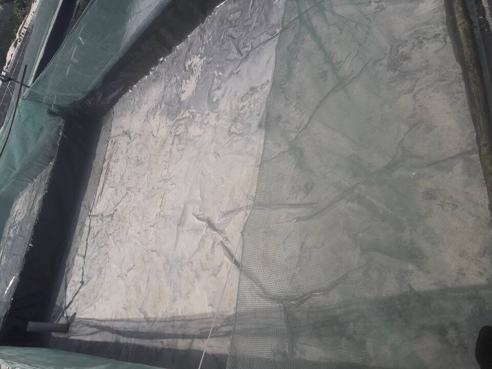 kỹ thuật làm bể lót bạt nuôi ếch