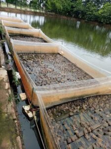 kỹ thuật nuôi ếch kết hợp cá