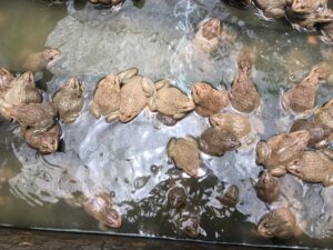 kỹ thuật nuôi ếch thương phẩm