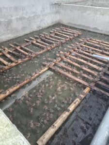 kỹ thuật nuôi ếch trong bể xi măng