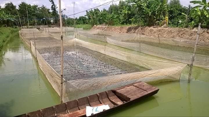 Mô hình nuôi ếch trong bể của chàng kỹ sư công nghệ thông tin