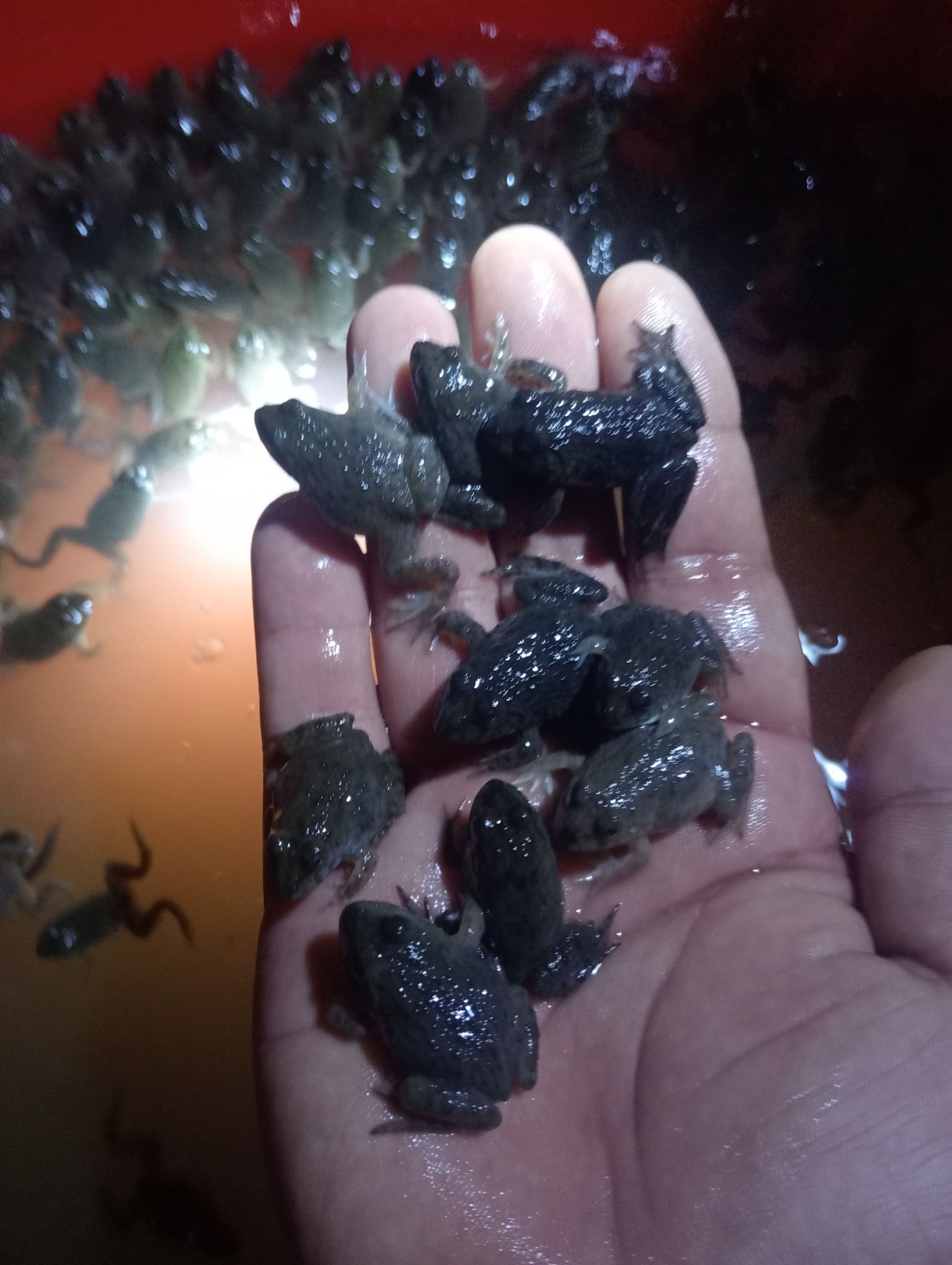 lựa chọn kích cỡ giống đồng đều