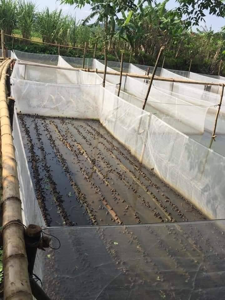 mẫu ếch giống 3kg/1000 con