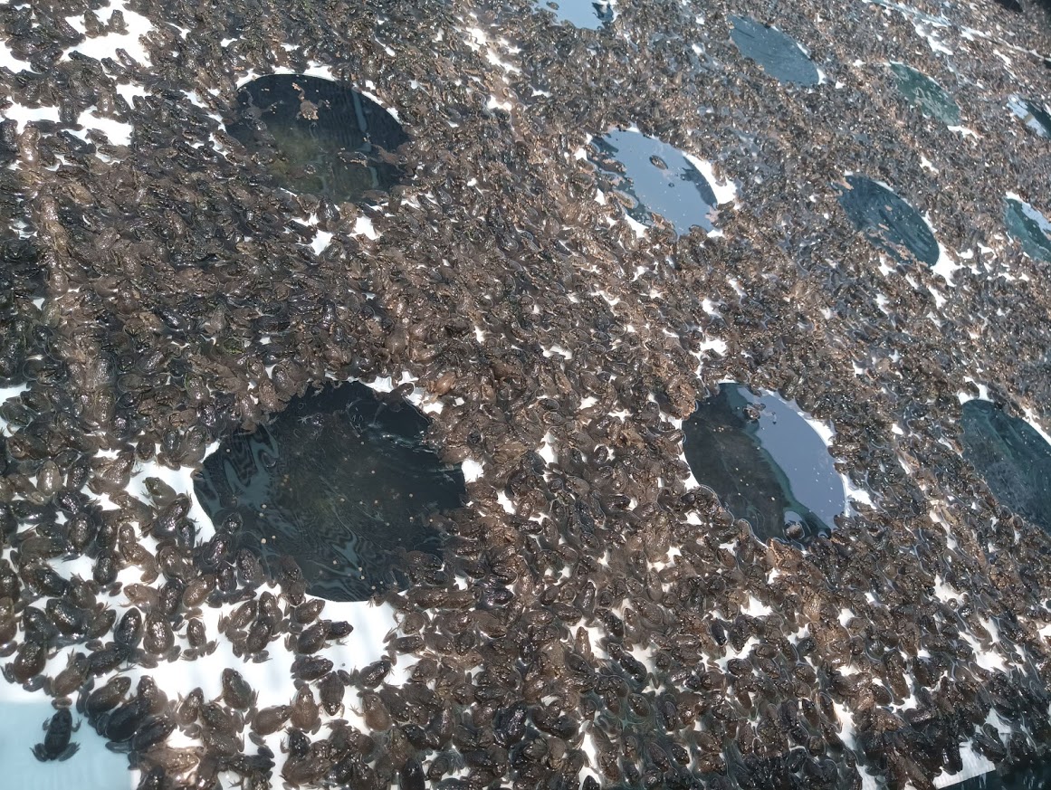 mẫu ếch giống 4kg/ 1000 con