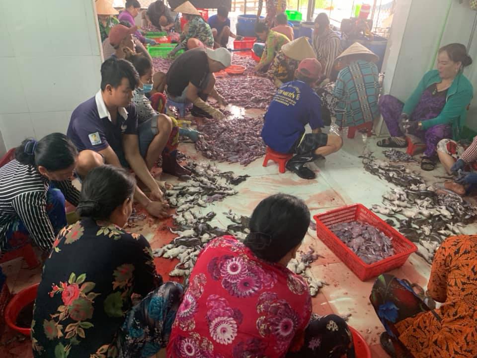 mổ ếch sơ chế với số lượng lớn