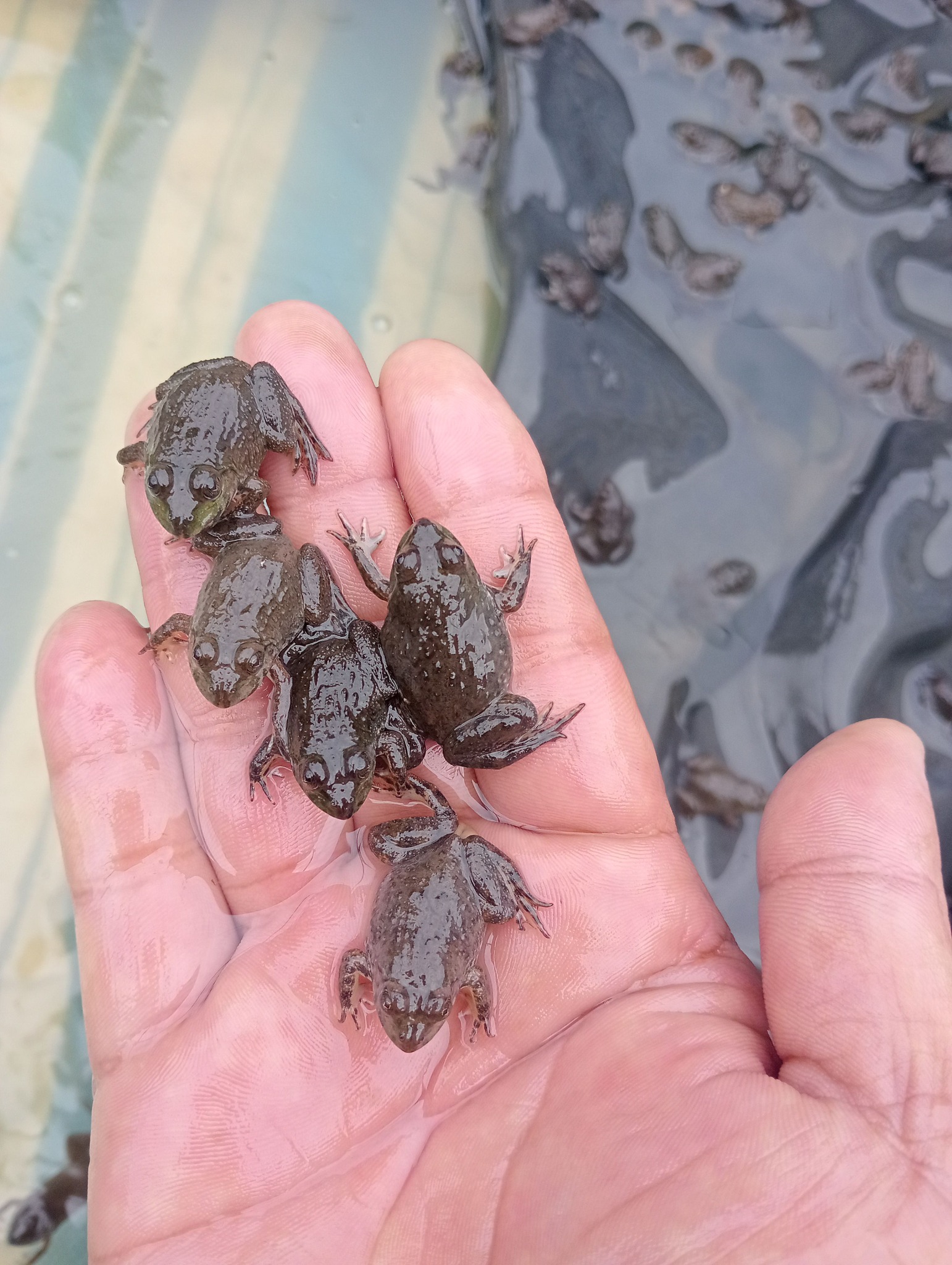 mới nuôi ếch thì nên chú ý yếu tố thời tiết