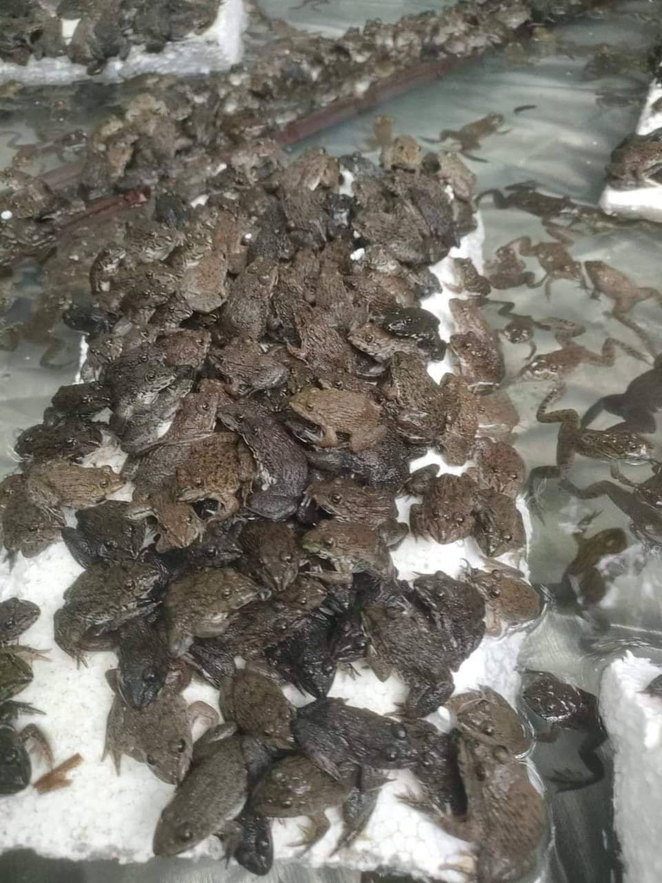 nên chú trọng yếu tố địa lý khi mua con giống