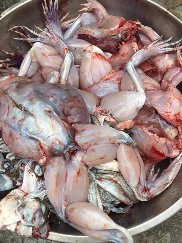 phải sơ chế thật sạch trước khi cung cấp cho nhà hàng