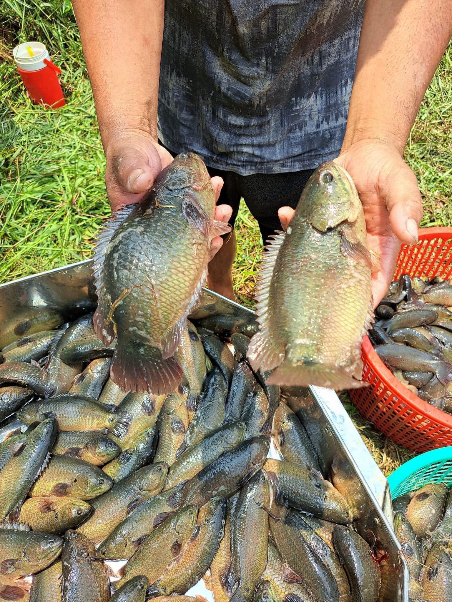 thu hoạch cá rô đầu vuông thương phẩm