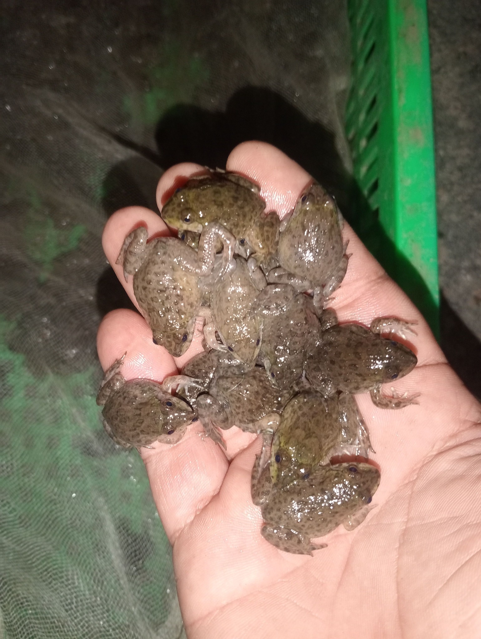 tốt nhất là lấy giống đẹp size vừa nuôi