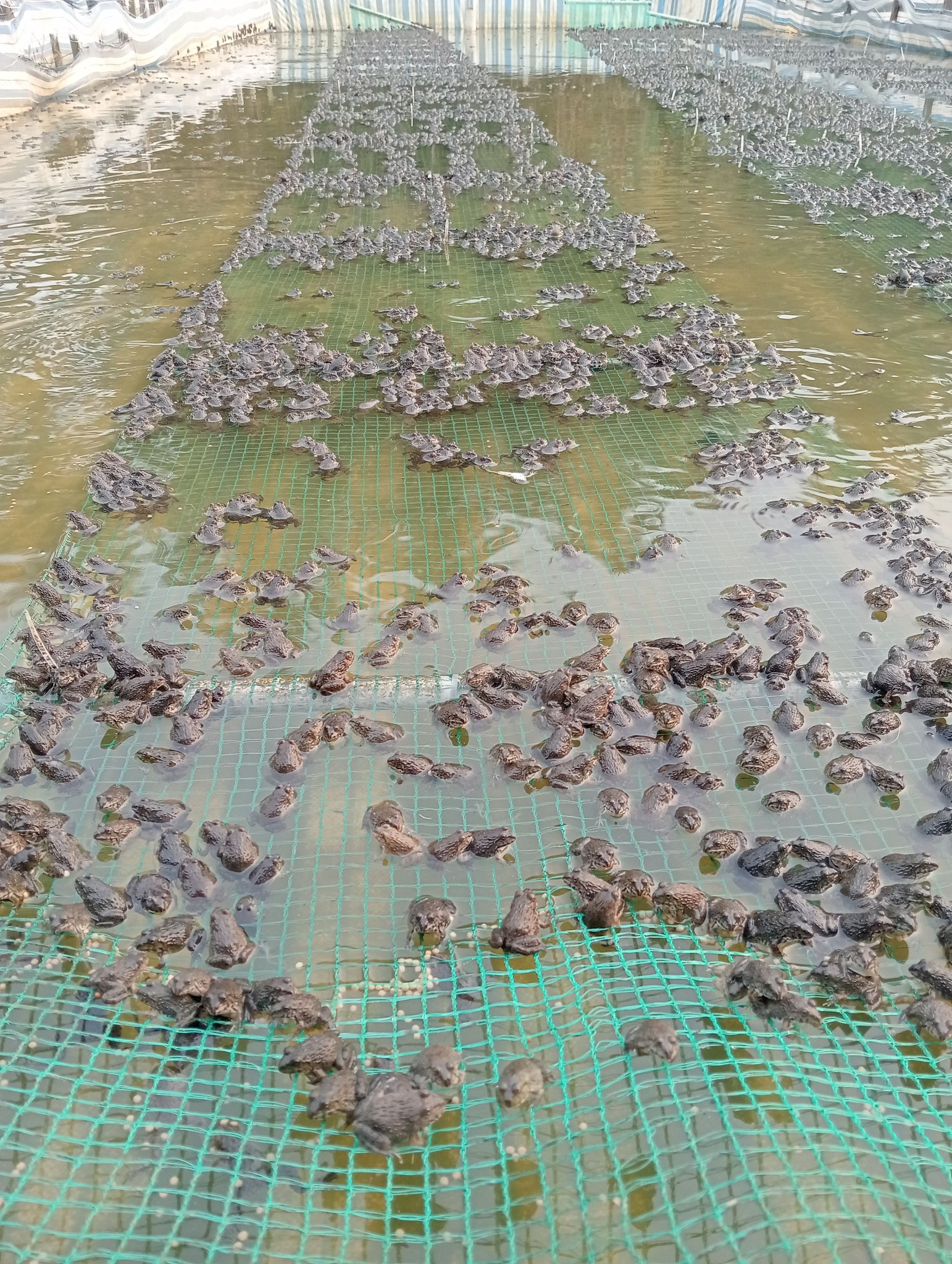 trại ếch giống uy tín ở Thanh Hóa