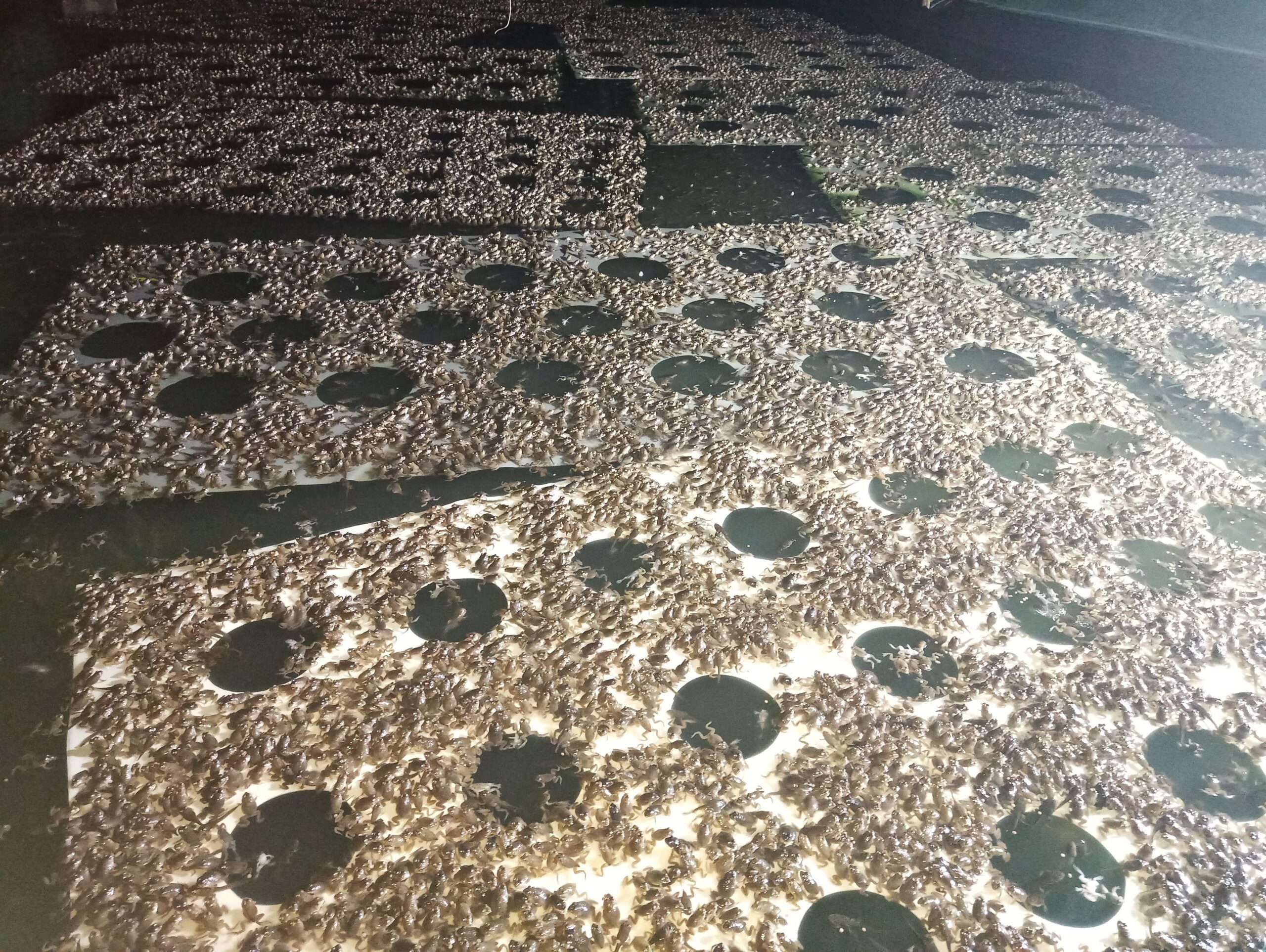 trại giống chuyên cung cấp ếch giống sll